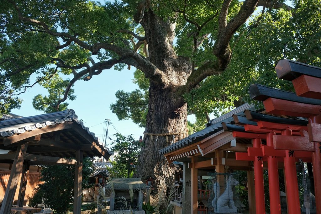 Un arbre sacré et sacrément ancien au temple Horaku-ji