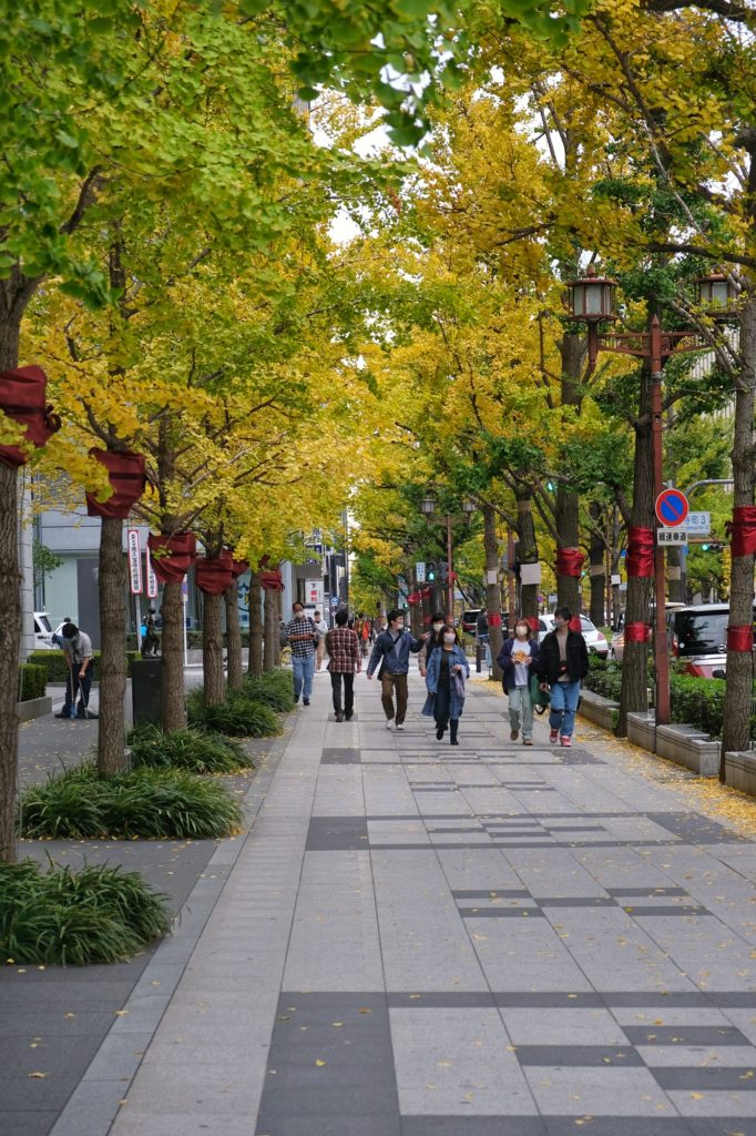Les ginkgo jaunissent sur la rue Mido-suji d'Osaka