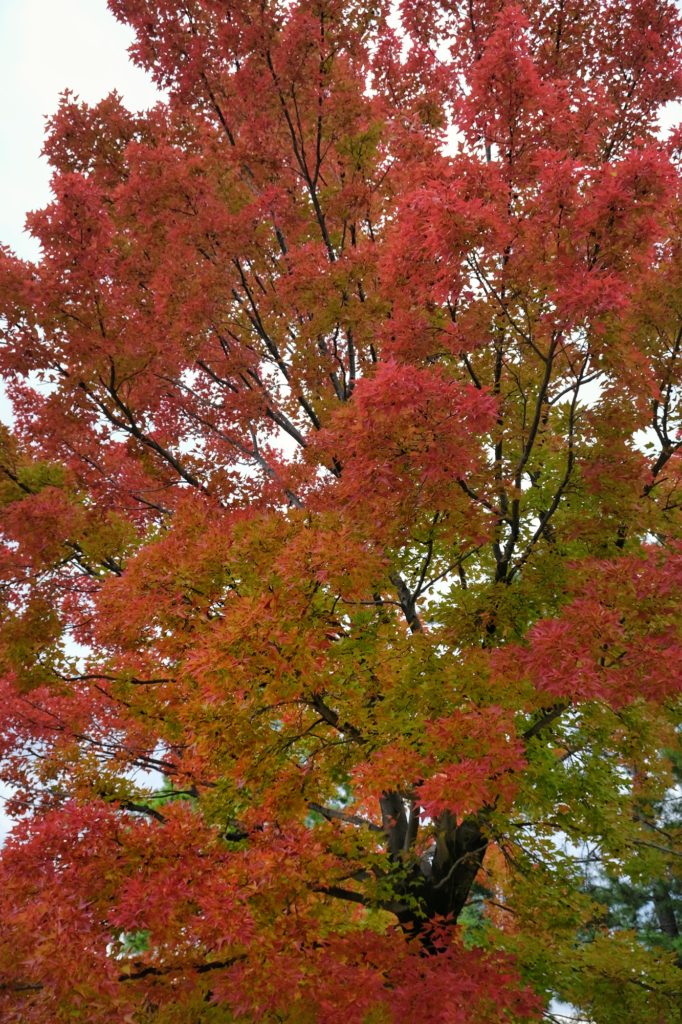 Les couleurs contrastées de cet érable dans le parc Hattori Ryokuchi