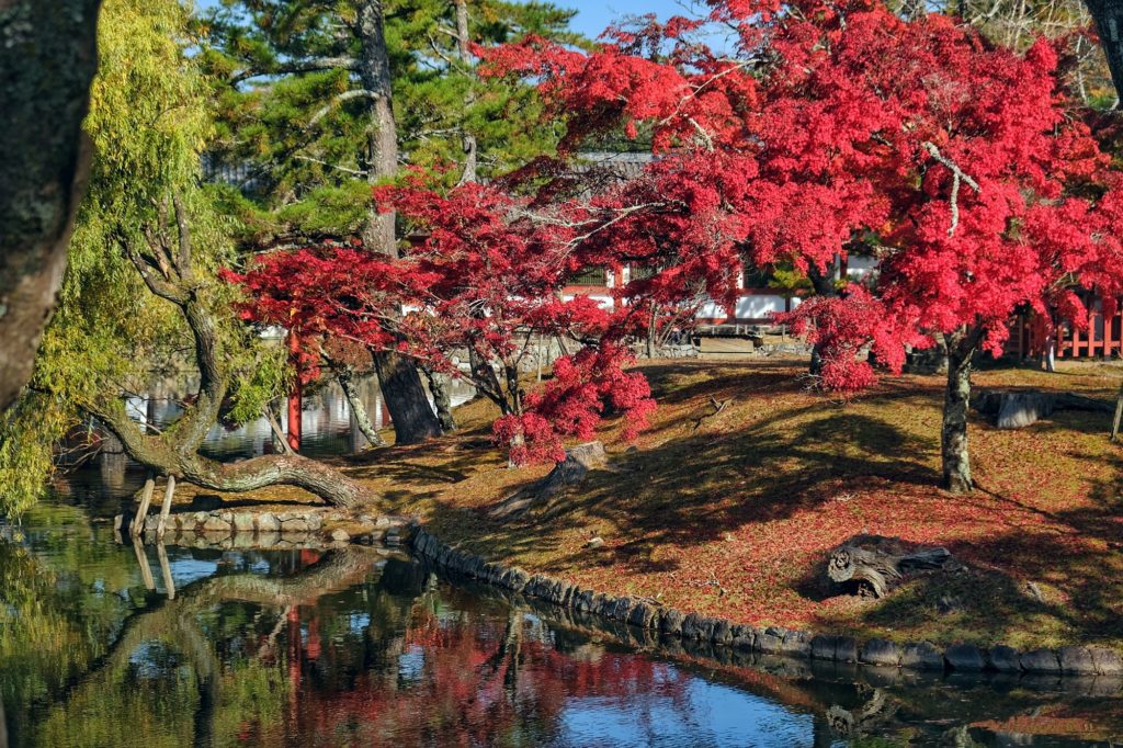 Un bel arbre rouge au bord de l'étang Kagamiike en automne à Nara
