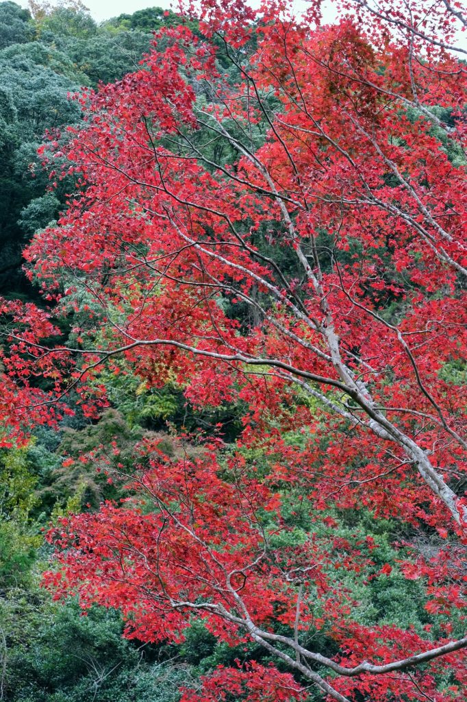 Un érable bien rouge dans le parc de Minoo