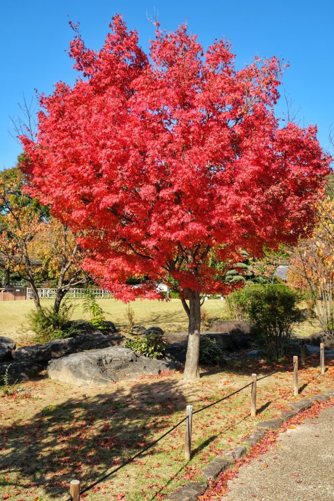 Un arbre bien rouge pour l'automne dans le jardin du château d'Ikeda