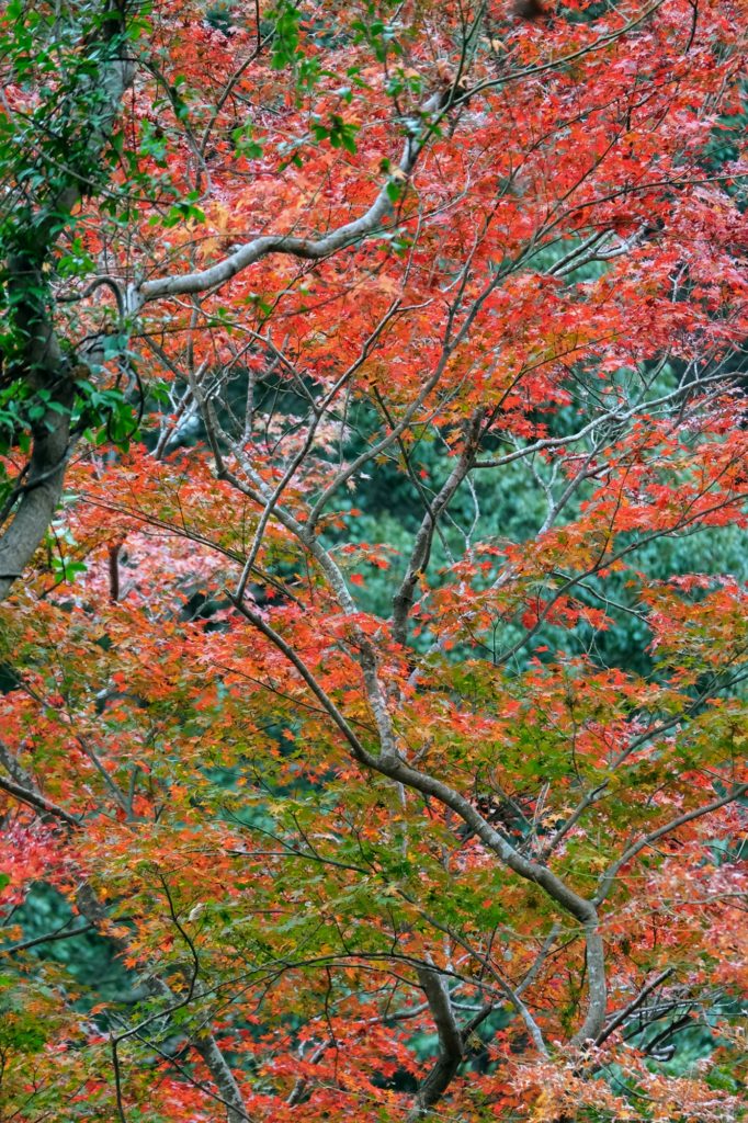 Les feuilles vertes et rouges d'un érable du parc de Minoo
