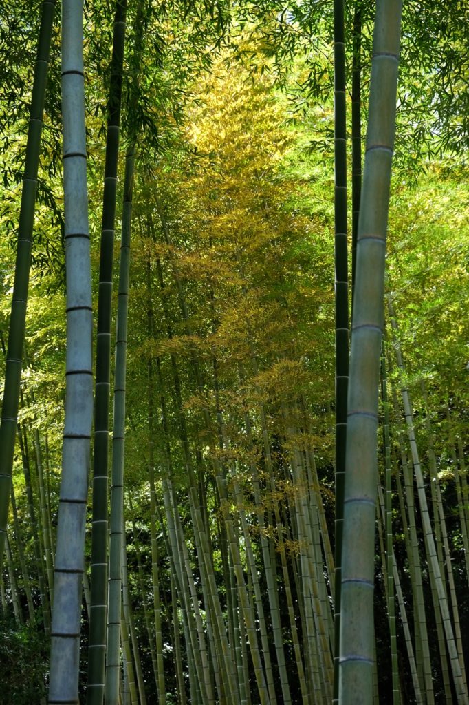 Des bambous dans le jardin japonais du parc Expo '70 d'Osaka