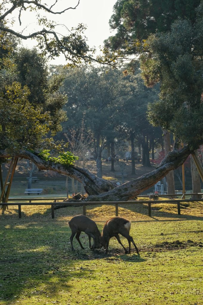 Deux daims se battent devant deux arbres qui se croisent dans un parc de Nara
