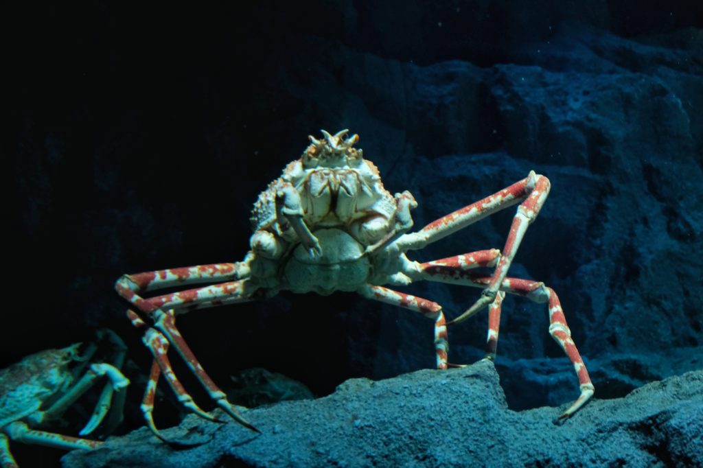 Un crabe-araignée géant du Japon à l'aquarium d'Osaka