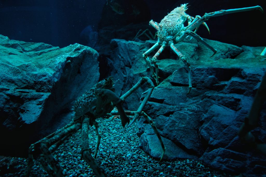 Les fameux crabes-araignées géants dans un éclairage sombre à l'aquarium d'Osaka