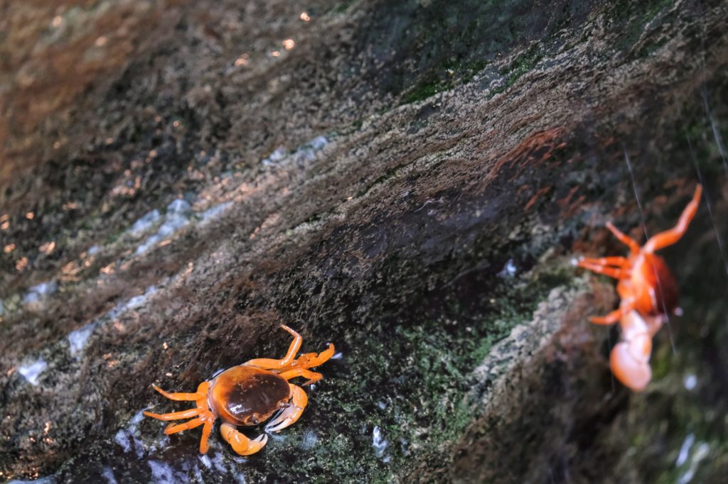 Des crabes dans une cascade au niveau de la forêt japonaise de l'aquarium d'Osaka