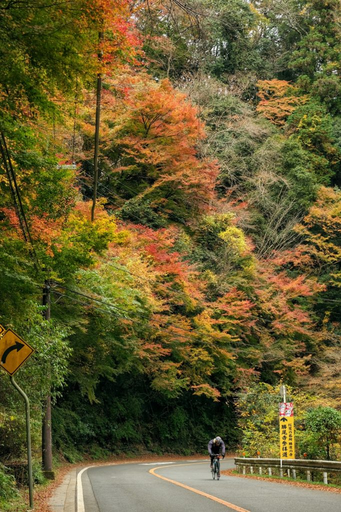 Un cycliste monte une route sous les arbres d'automne du parc de Minoo