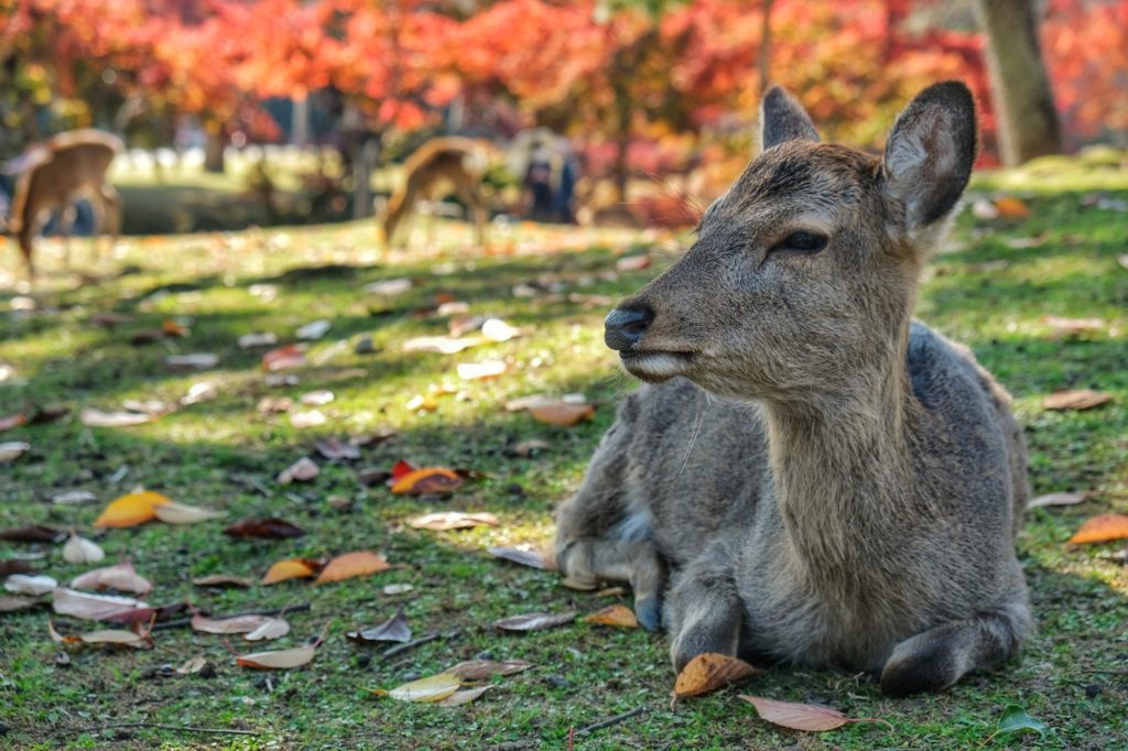 Un daim se repose dans l'herbe devant les arbres de l'automne à Nara