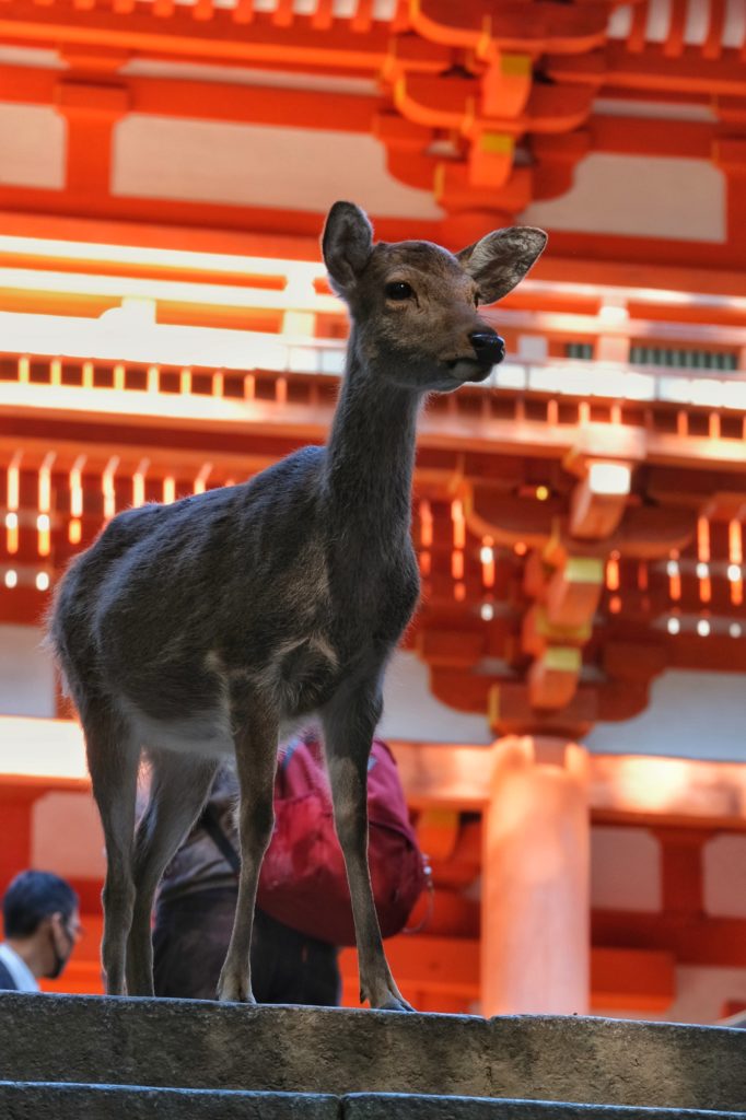 Un daim devant le sanctuaire de Kasuga Taisha de Nara