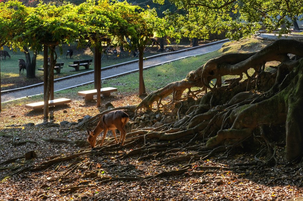 Un daim devant des racines qui lui ressemblent à Nara