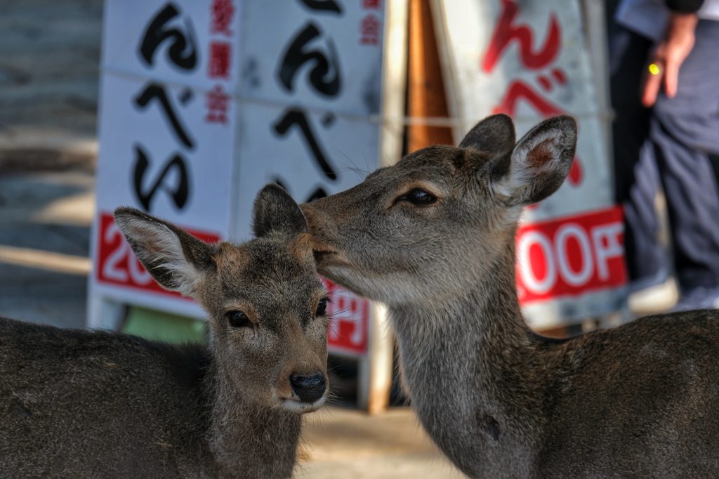 Deux daims à Nara
