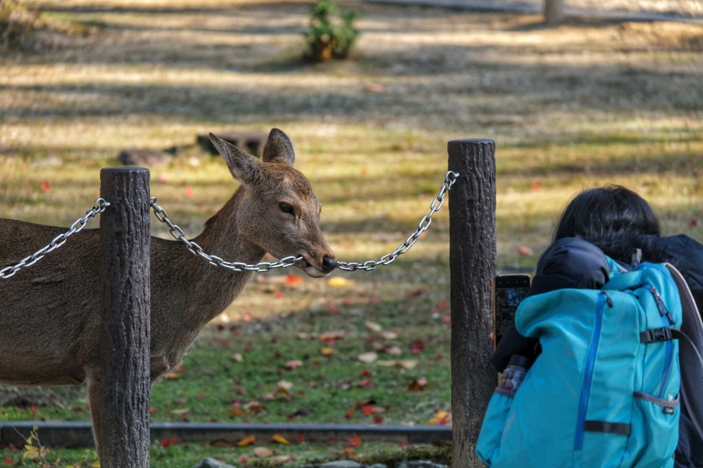 Un daim mord une chaîne à Nara