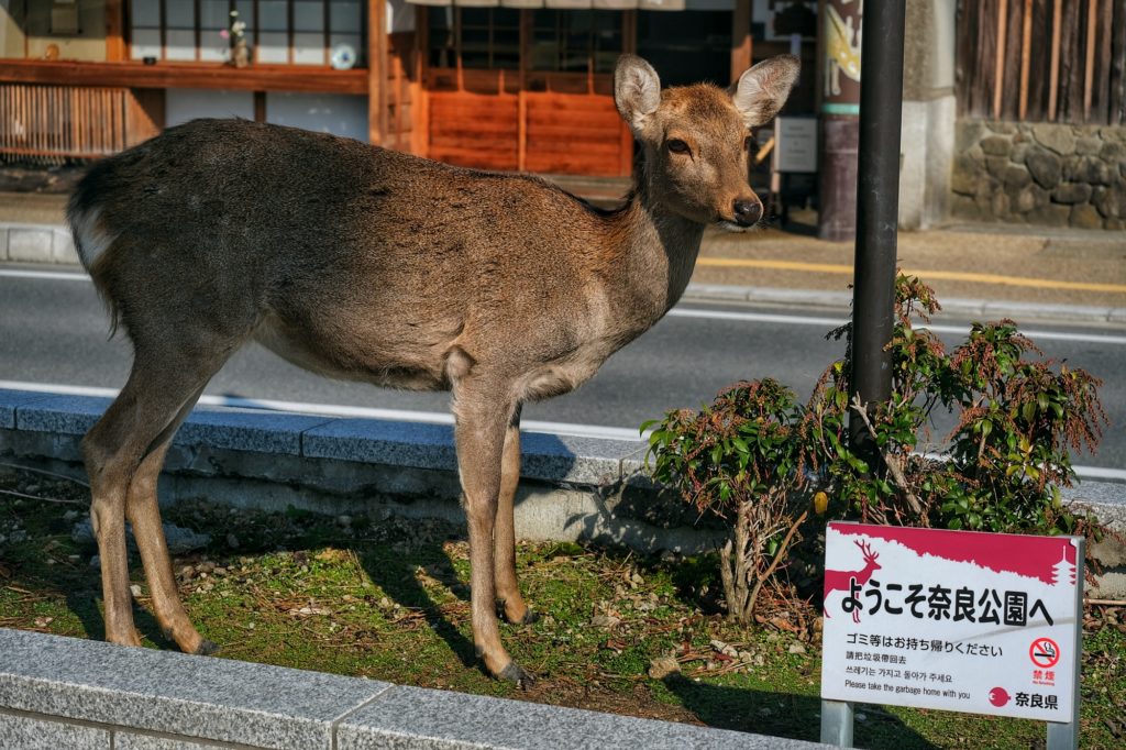 Les daims se déplacent librement dans la ville de Nara, ici sur un terre-plein