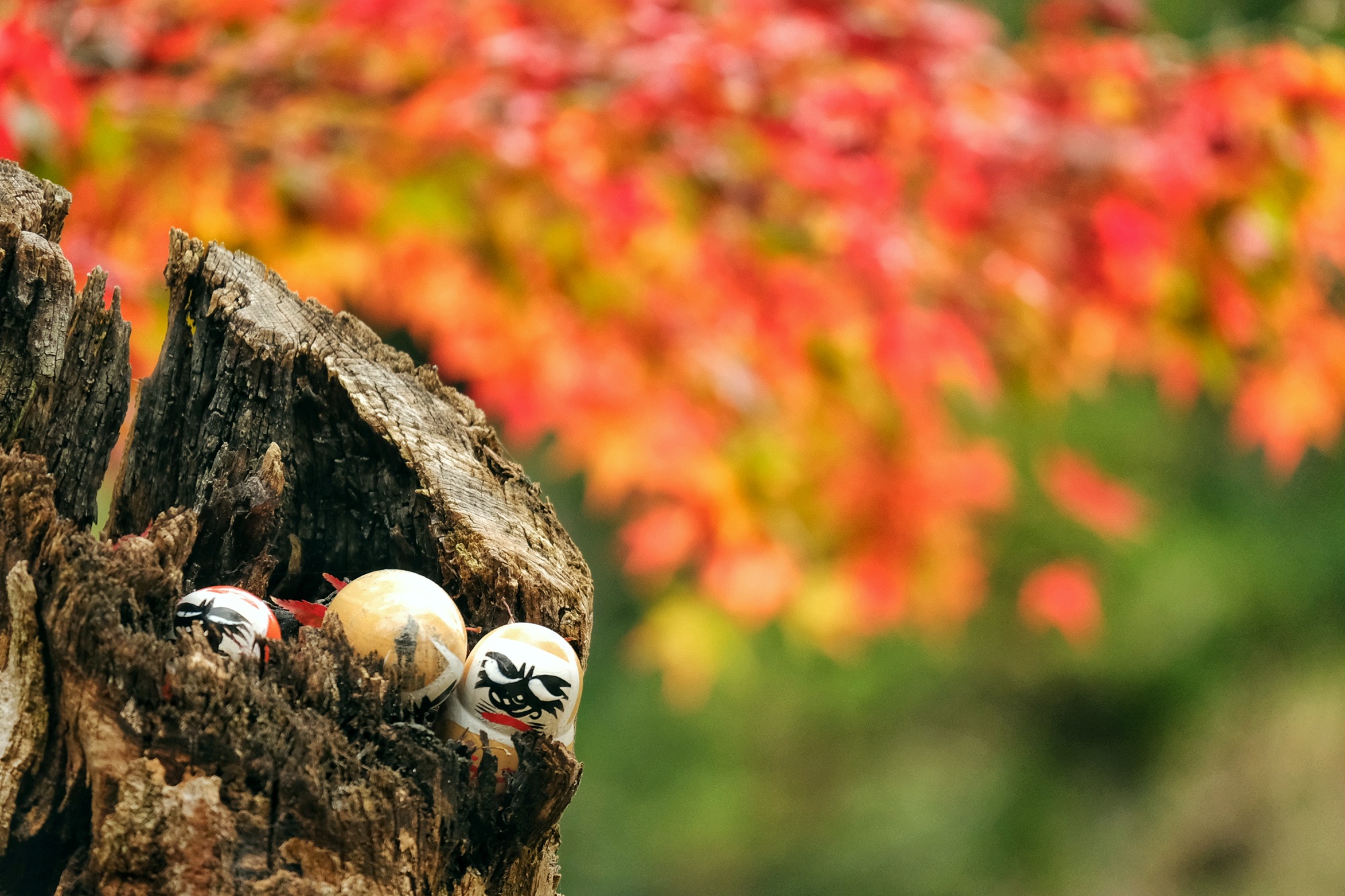 Des daruma dans un tronc devant les couleurs d'automne au Katsuo-ji à Minoh