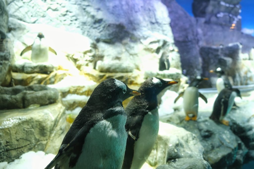Deux pingouins de la zone Antarctique de l'aquarium Kaiyukan d'Osaka