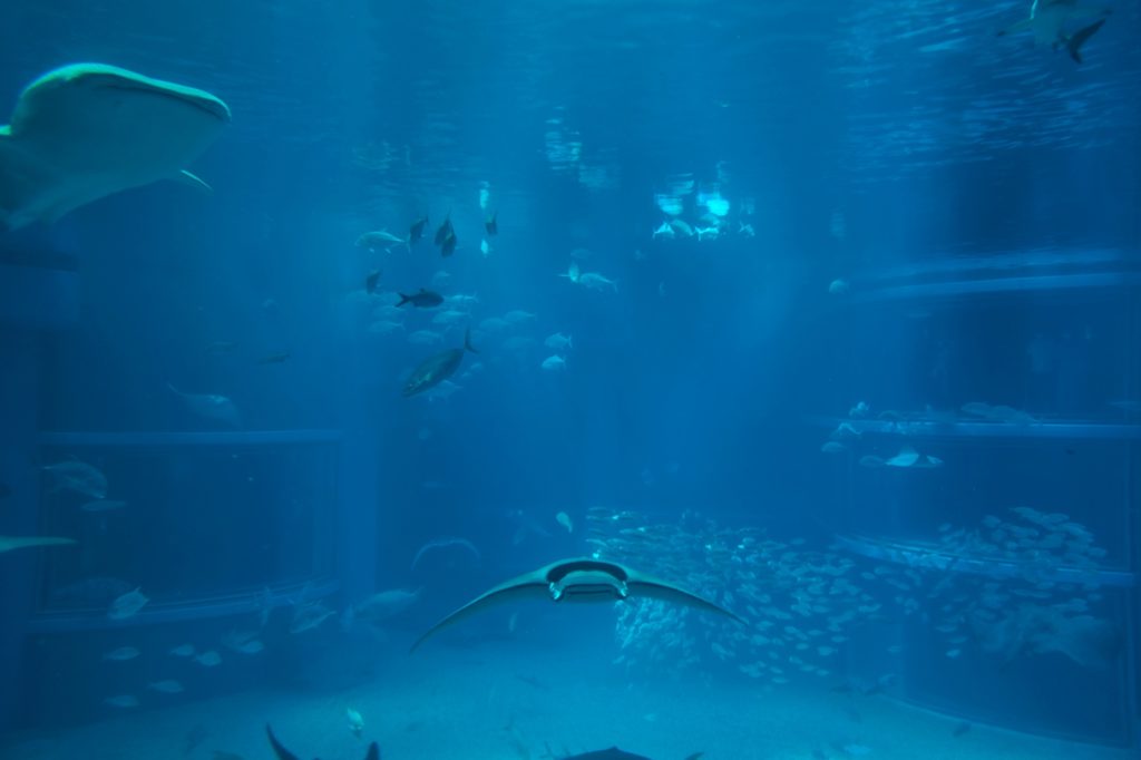 Le grand bassin de l'aquarium d'Osaka et ses différentes espèces