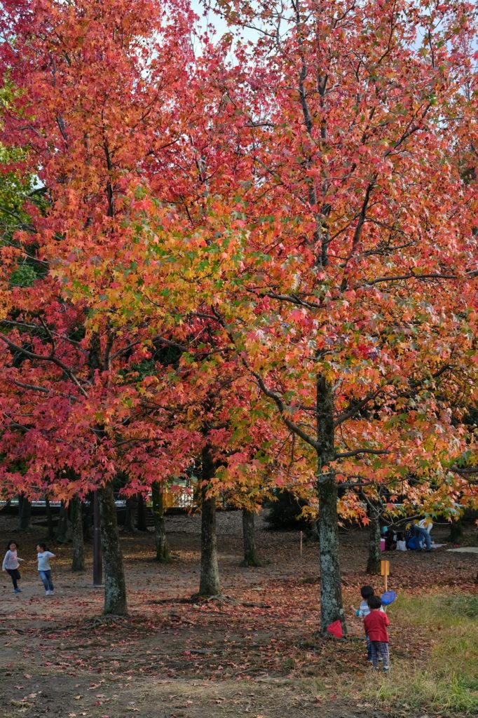 Des enfants jouent sous les beaux arbres d'automne du parc Hattori Ryokuchi