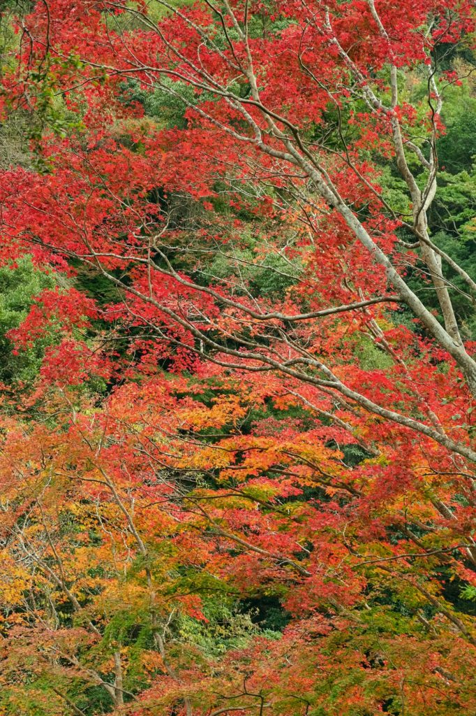Les feuilles rouges et oranges d'automne dans le parc de Minoh