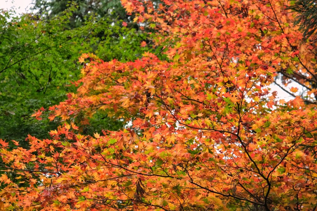 Les feuilles colorées de l'automne dans le parc de Minoo