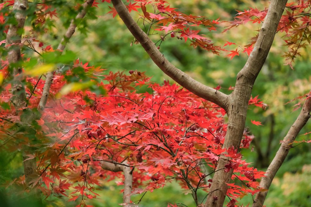 Les feuilles rouges d'un érable dans le parc de Minoo