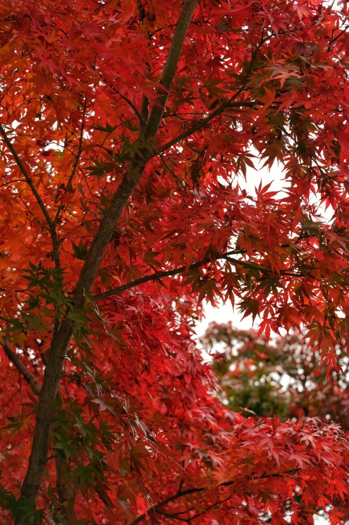Les feuilles d'érable rouge au temple Katsuo-ji de Minoo