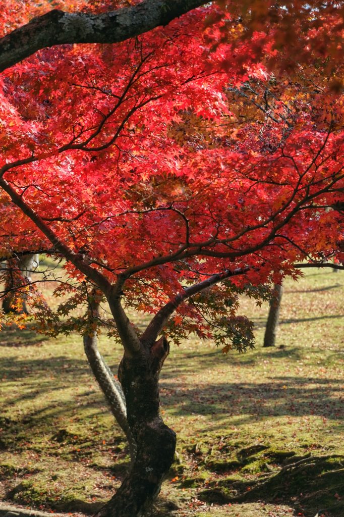 Un érable rouge à tronc tortueux dans le parc de Nara