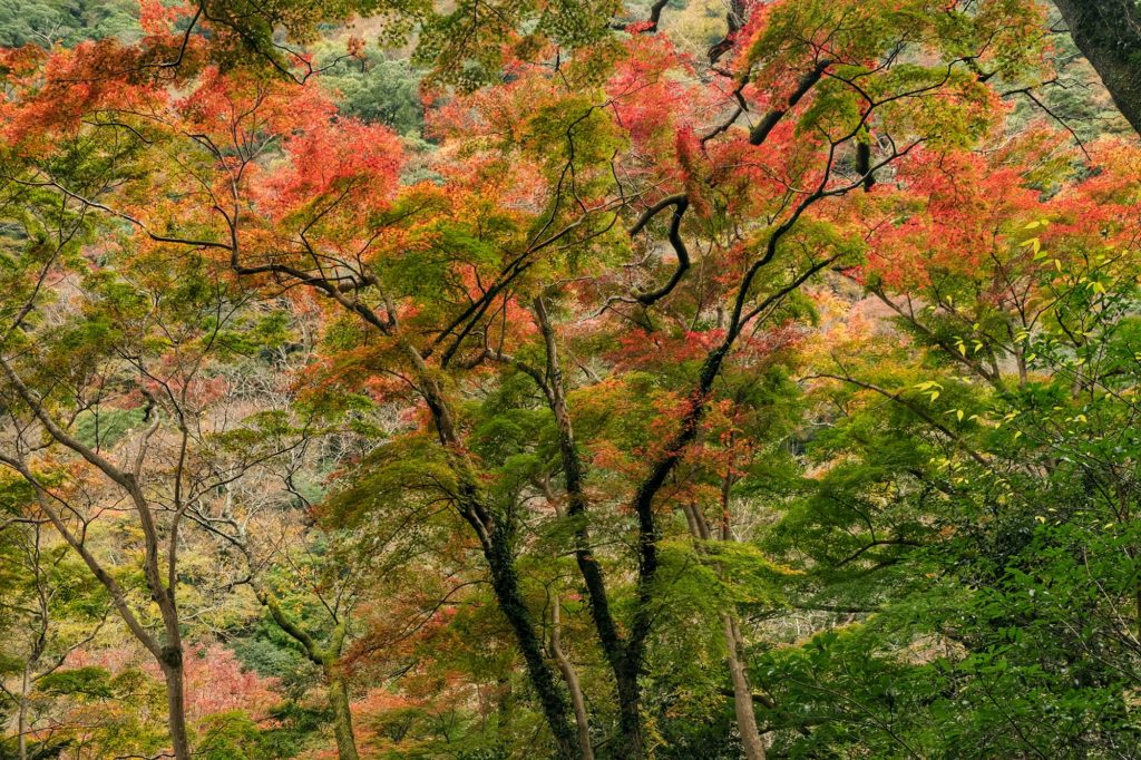 Un arbre de toutes les couleurs dans le parc de Minoh