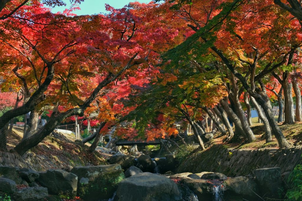 Les érables de l'automne qui bordent un ruisseau du parc de Nara
