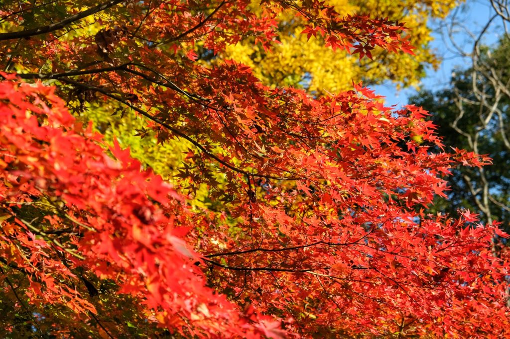 Les couleurs vives de l'automne pour les érables du Yoshiki-en de Nara
