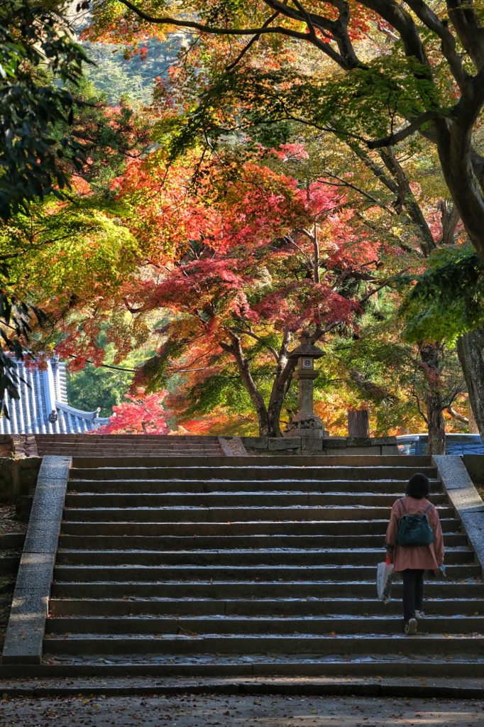 Un escalier du parc de Nara et de grands arbres pendant les momiji