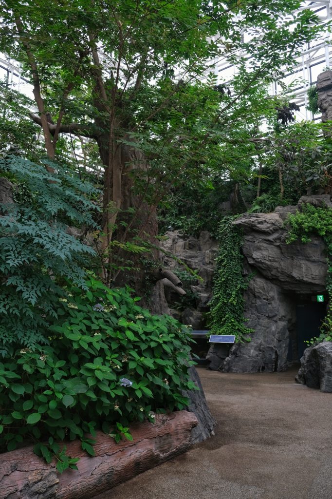 La végétation de la forêt japonaise au début de la visite du Kaiyukan d'Osaka