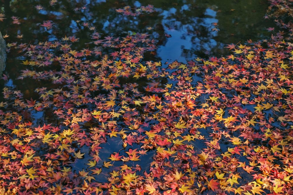 Des feuilles d'érables se déplacent dans un ruisseau de Nara après leur chute automnale