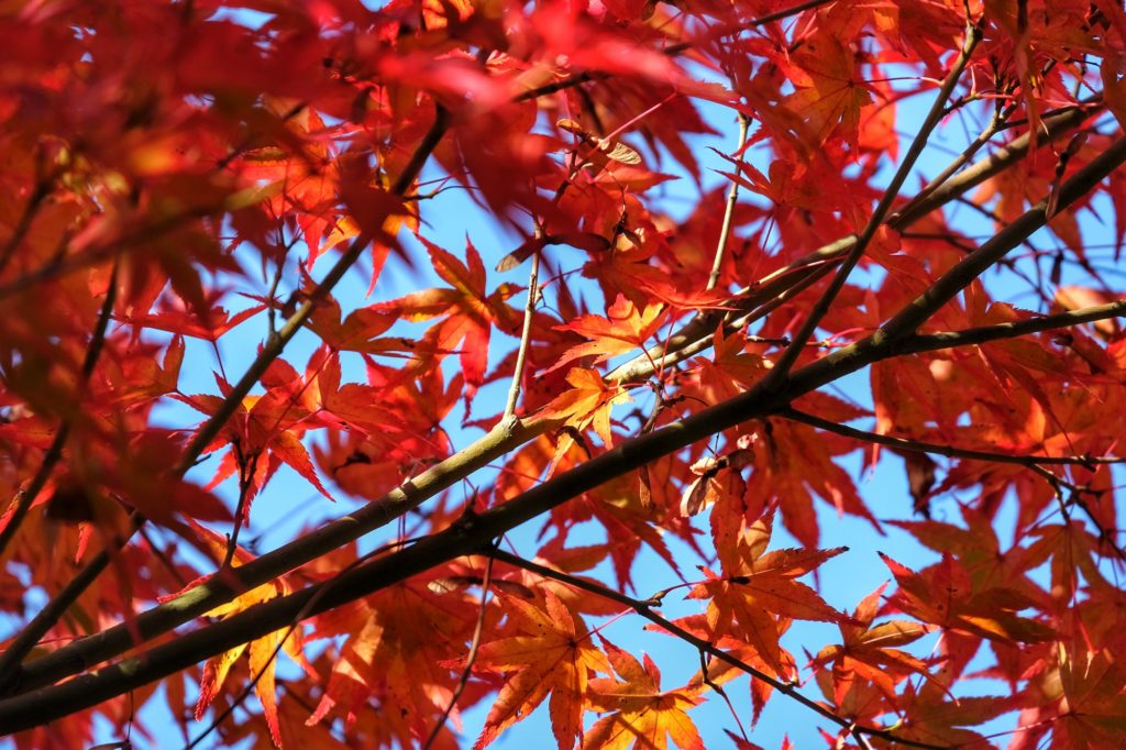 Gros plan sur les feuilles d'érables du jardin Yoshiki-en de Nara