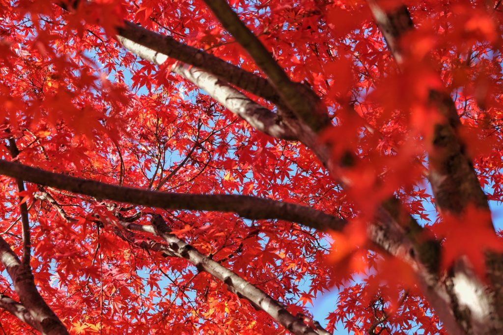 Les feuilles rouges d'automne d'un arbre dans le jardin du château d'Ikeda