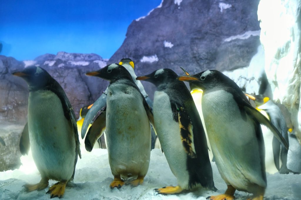 Une petite file de pingouins de la zone Antarctique de l'aquarium Kaiyukan d'Osaka