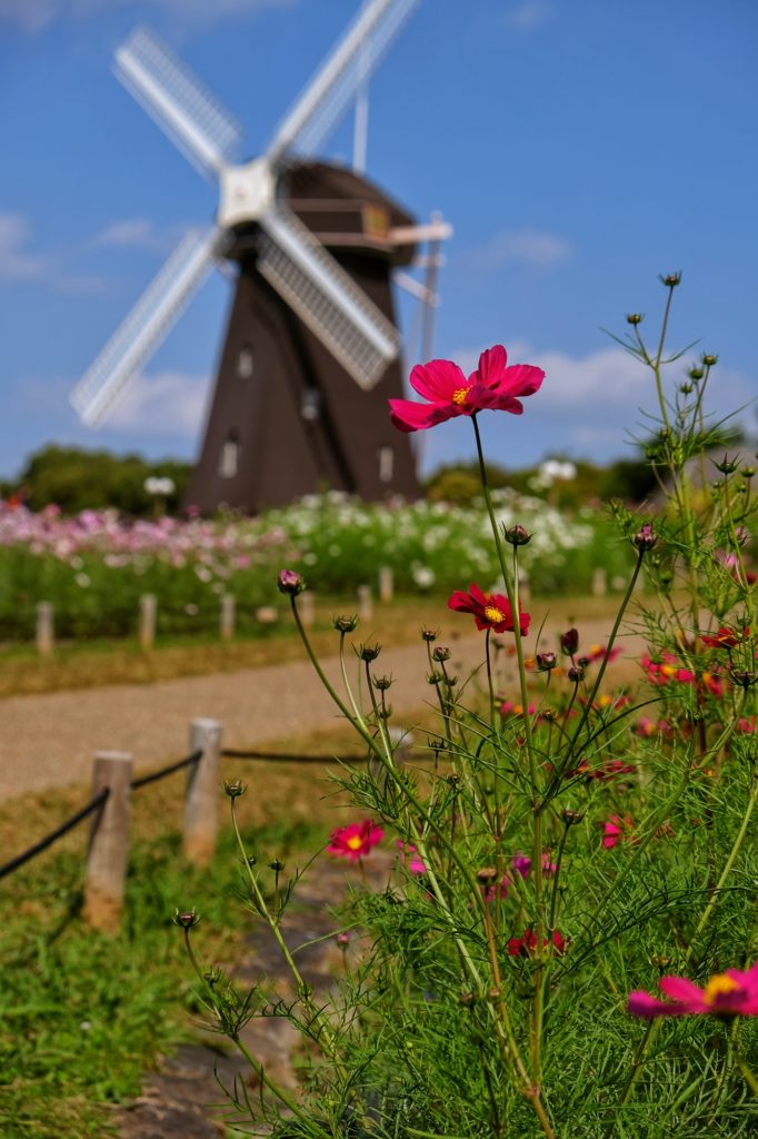 Fleurs rouges devant le moulin du parc Tsurumi Ryokuchi
