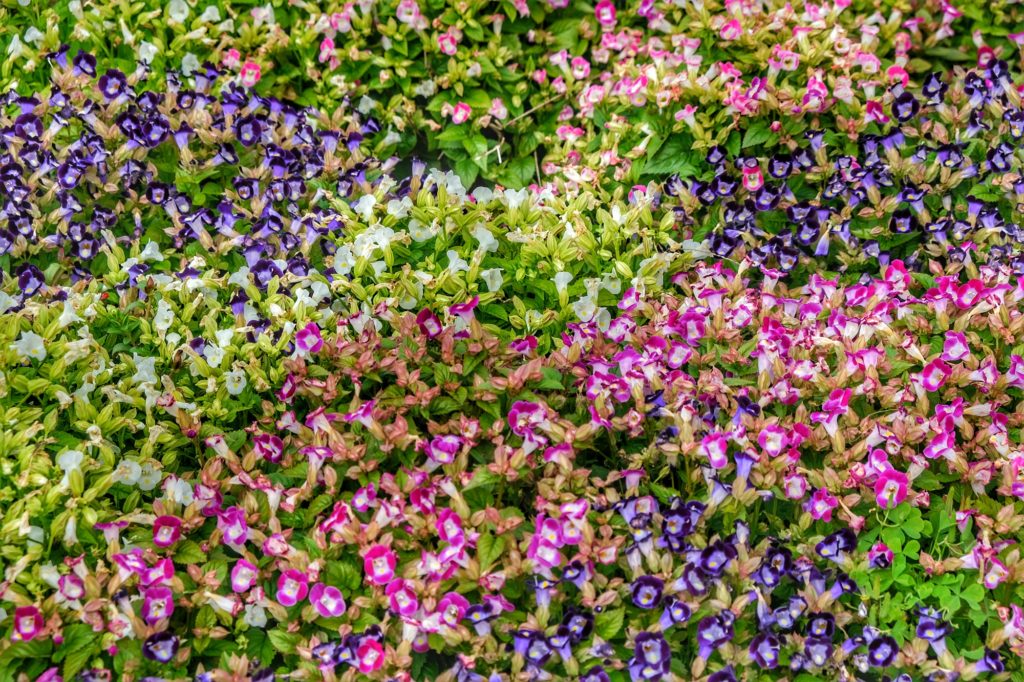 Un beau parterre de fleurs au parc Tsurumi Ryokuchi à Osaka