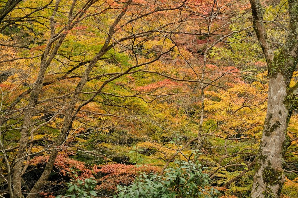 Les tons jaunes de l'automne dans le parc de Minoh