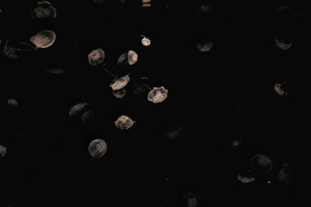 Les méduses, entre obscurité et lumière à l'aquarium d'Osaka