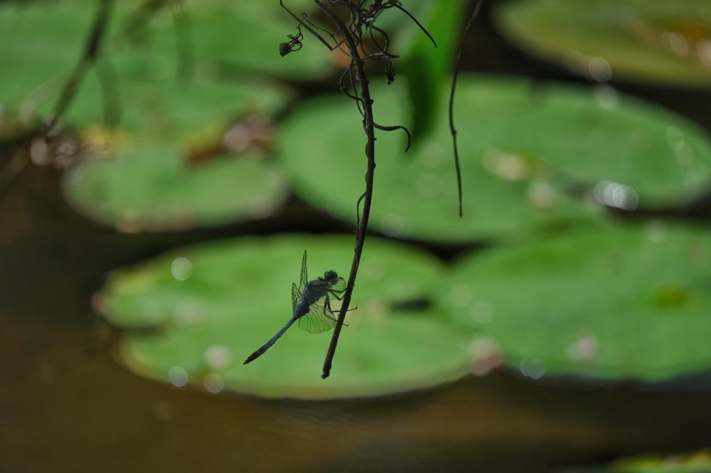 Une libellule devant l'étang Mizutori du parc Expo '70