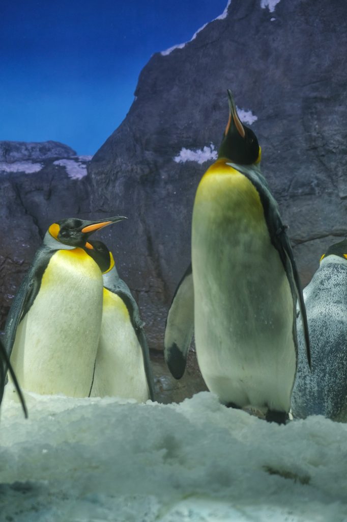Les manchots empereurs de la zone Antarctique de l'aquarium Kaiyukan d'Osaka
