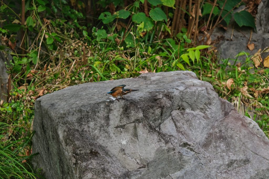 Un martin pêcheur s'étire les ailes sur un rocher dans le parc Tsurumi Ryokuchi
