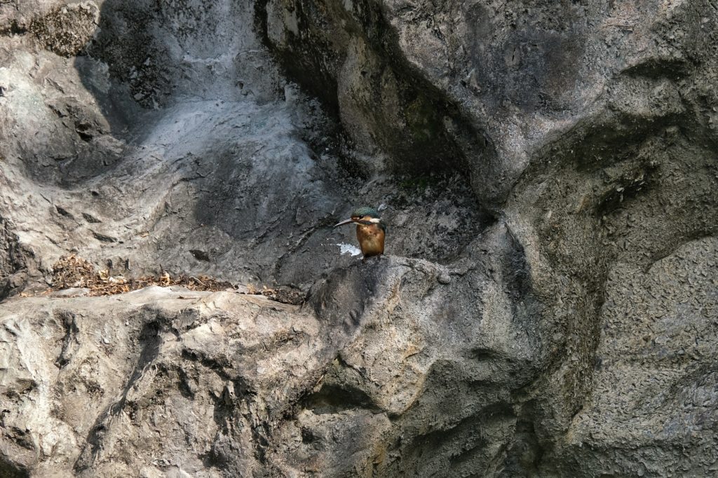 Un martin-pêcheur sur un rocher dans le parc Tsurumi Ryokuchi