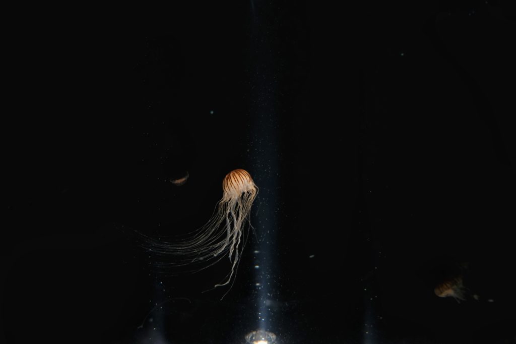 Une méduse sur le feu d'un projecteur au Kaiyukan d'Osaka