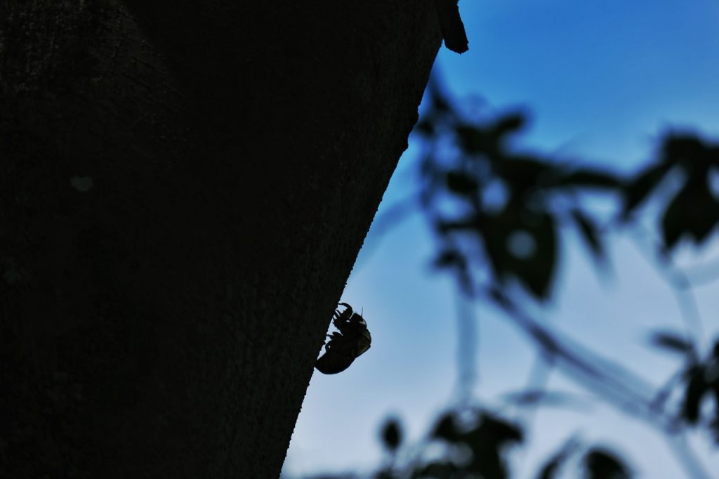 Une mue d'insecte sur un arbre du parc Expo '70 d'Osaka