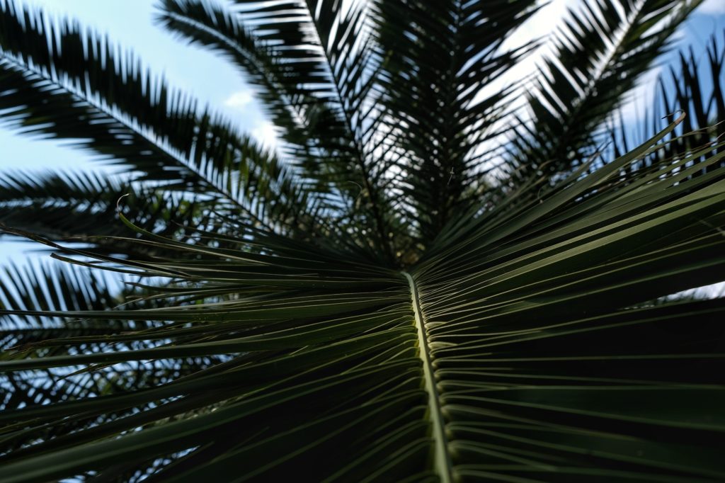 Une feuille de palmier du parc Expo '90 à Osaka