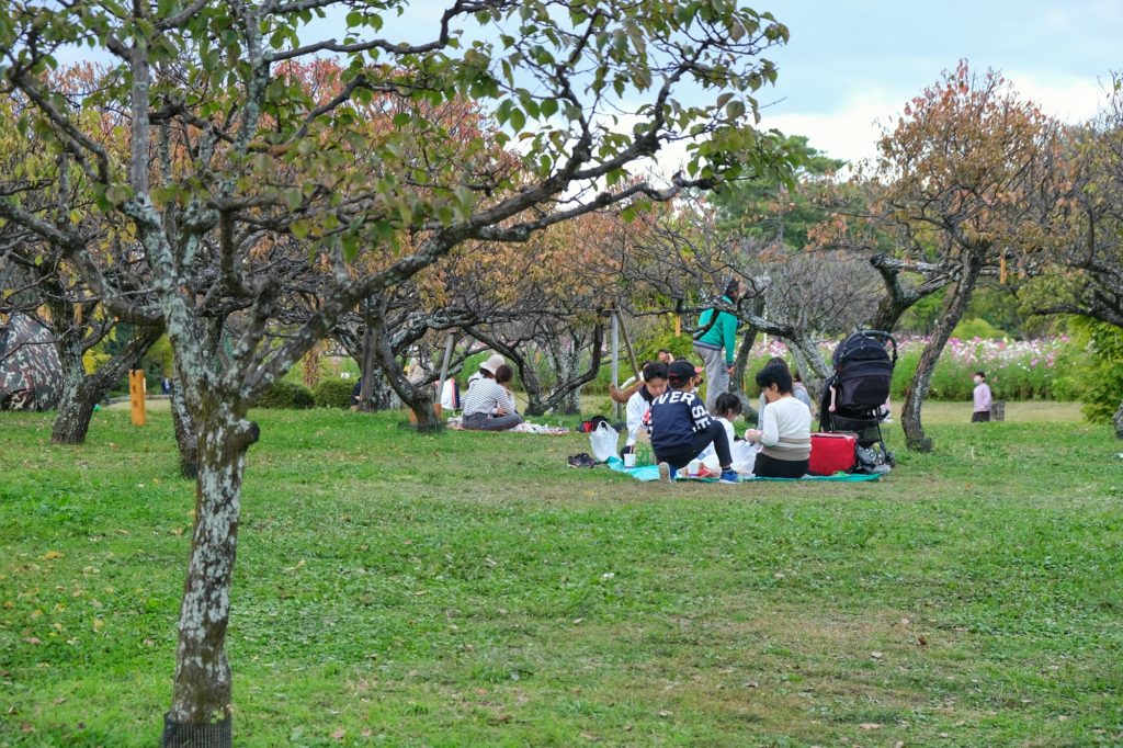 Jour férié oblige, les familles japonaises se retrouvent au pied des arbres, ici au parc Hattori Ryokuchi