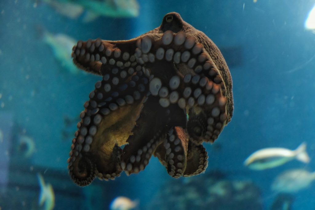 Une pieuvre de la mer intérieure de Seto à l'aquarium Kaiyukan